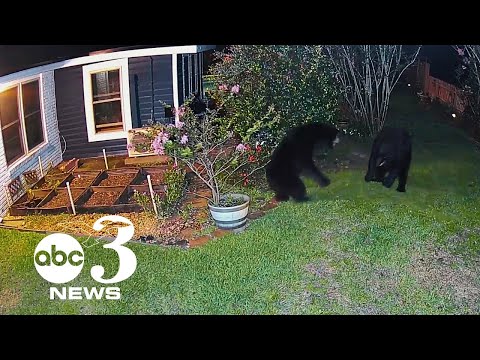 CAUGHT ON CAMERA: Black bears fight in Florida man's backyard