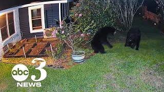 CAUGHT ON CAMERA: Black bears fight in Florida man's backyard