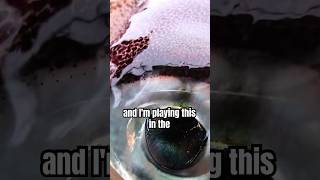 Giant Squid and Weird Deep-Sea World Found | #podcastclips #explore #viral