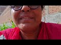 organic summer vegetables harvesting #garden #gardening #youtube #channel @Meena home and gardaning🙏