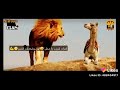 حكمه. اسد وقال للجمل حكمه. اسد وقال للجمل