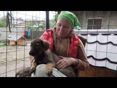 Video: Kahden Nenän Koira Etsii Ikuisesti Kotia