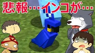 【カズぽこくら】悲報…よしさんのオウムが…Part61 後編