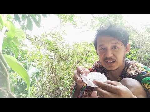  My Small mountain farm ယသူၣ်တၢ်မုၢ်တၢ်ဘိလၢဃုးဖိပူၤ - YouTube