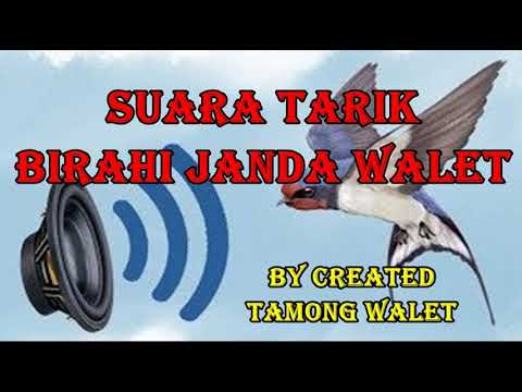 suara-tarik-birahi-janda-burung-walet