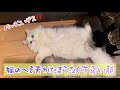 猫のへそ天がたまらなく可愛い話
