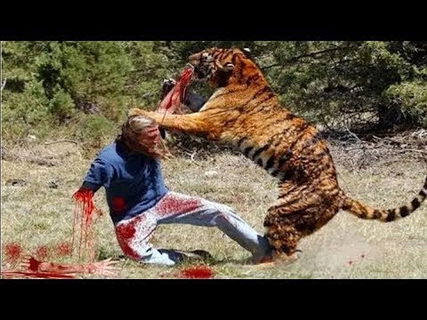 Most Extreme Deadly Animal Attacks on Humans (Caught on camera) Part -4 #LifeOfBigCat