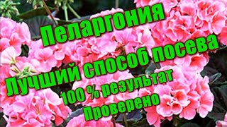 455_Пеларгония.Лучший способ посева. 100%ный результат. Проверено.