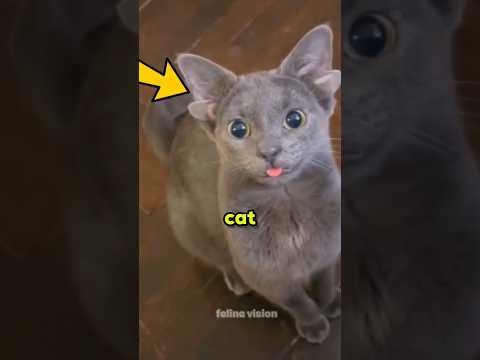This Cat Has Four Ears — Here's What's Really Going On