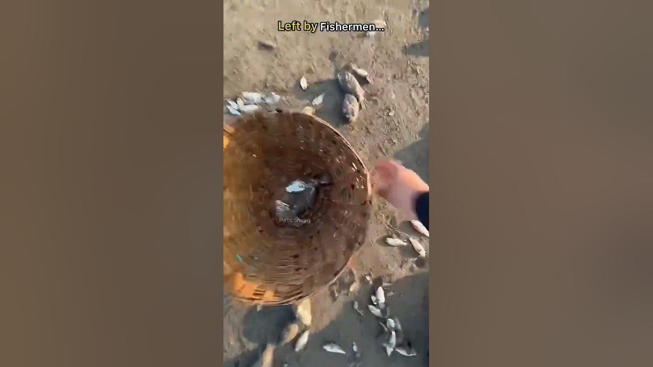 😱😱 #fishing #beach #travel #music #song #love #lyrics #ocean #live #turtlewatching 🥹