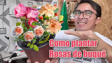 Dá para plantar uma rosa cortada?