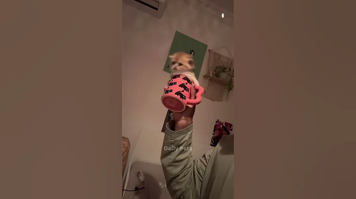 Watch the video about Cute Cats 🥰😻😻💕 #cute #cats #catshorts #kitten #meow #dailypets #shorts #catsofyoutube