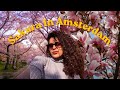 Amsterdam in Spring: Sakura Park & Walking the City Center
