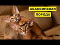 Абиссинская кошка плюсы и минусы породы | Породы кошек | Абиссинская порода кошек