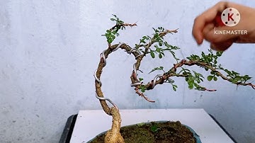 Chia sẻ cây cần thăng dáng bay mới tập uốn