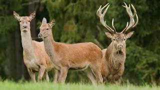 Danube Duna Drava National Park Location details Danubedrava National Park Hungary Stock ...