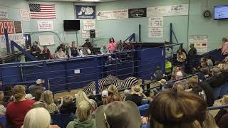Zebras at auction. Blue Grass Stockyards, KY