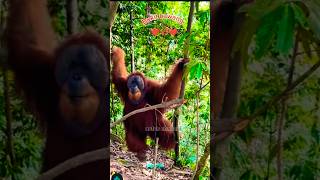Sedekat Ini Lihat Orangutan di Hutan!🦧 #shorts #viral #youtubeshorts #orangutan
