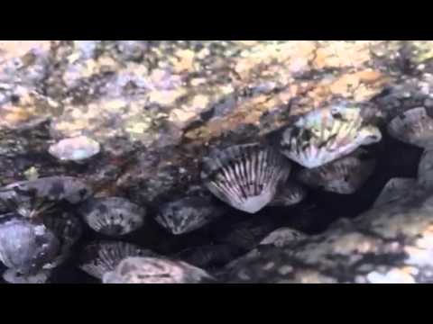 Opihi Shell Picking In Japan S Sea Low Tide 15 トコブシ取りです 日 Youtube