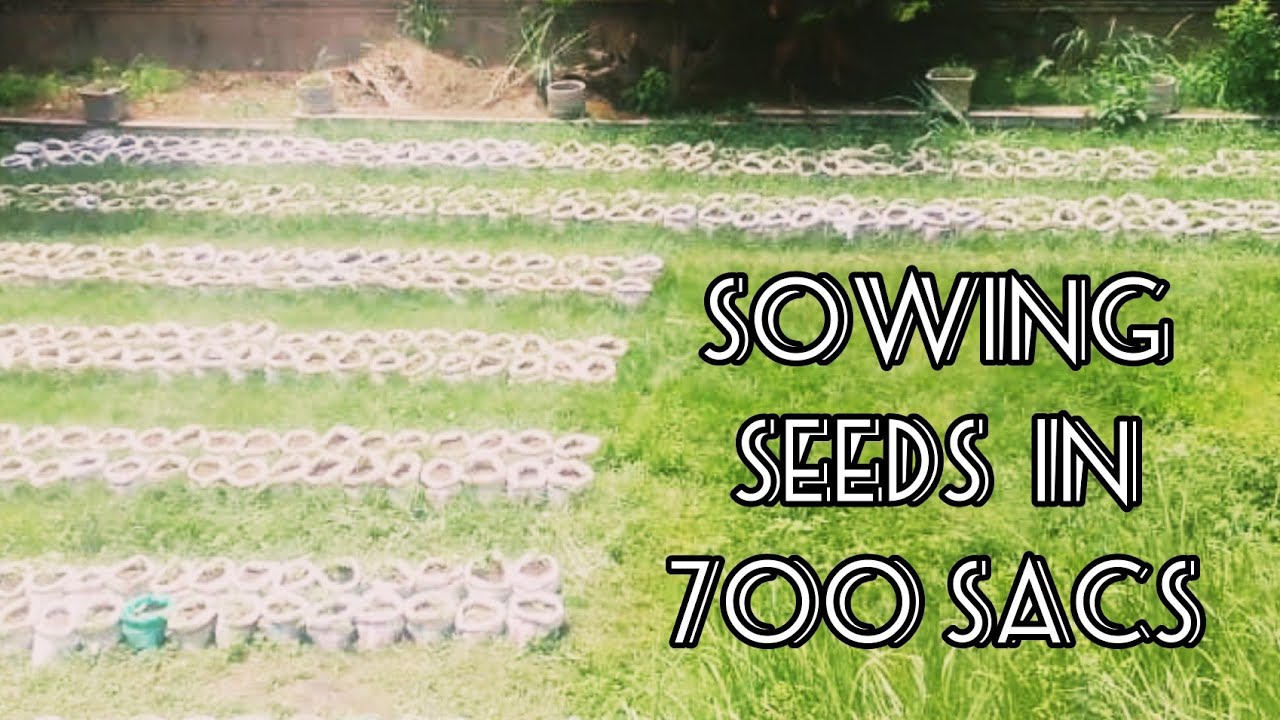 SOWING SEEDS IN 700 SACS: WATERMELON 🍉 AND CUCUMBER 🥒