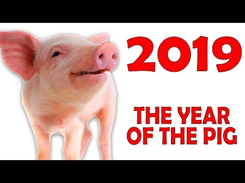 Video: Il maiale è fortunato nel 2019?