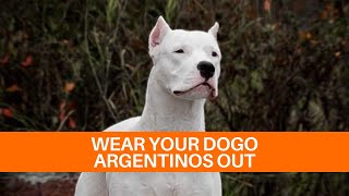 IS YOUR DOGO DRIVING YOU CRAZY? Try this instead! by Dogo Argentino USA 2,424 views 2 years ago 12 minutes, 44 seconds