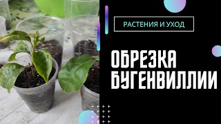 видео: ПЕРЕСАДКА и ОБРЕЗКА бугенвиллии #бугенвиллия картинка: ПЕРЕСАДКА и ОБРЕЗКА бугенвиллии #бугенвиллия