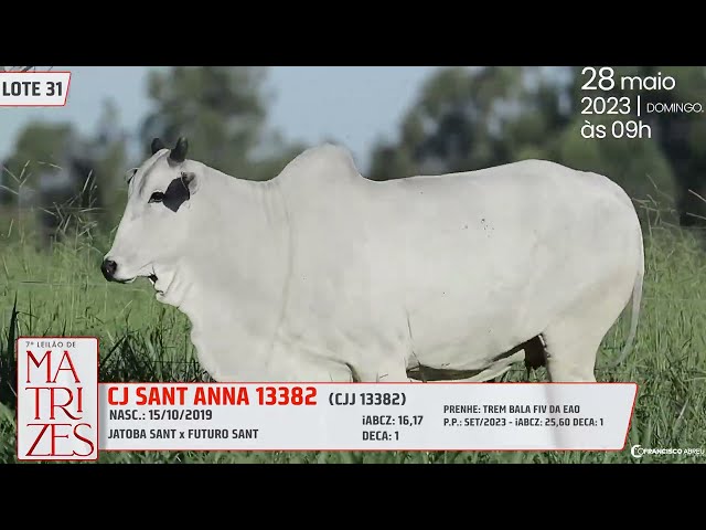 LOTE 31   CJCJ 13382