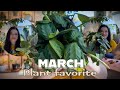 My top 6 favorite plants for the month of March 2025 #plants #houseplants #march #plantfavorite