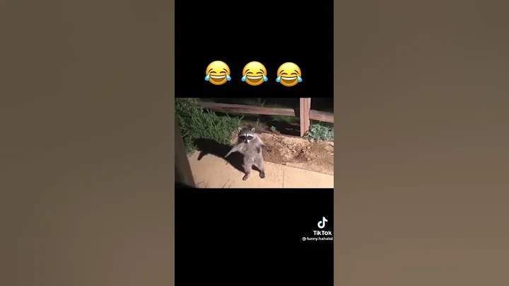 Raccoons caught on camera