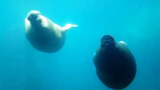Swimming Walruses Underwater | Lavrina-Avgustina Swimming Walruses Underwater | Lavrina-Avgustina