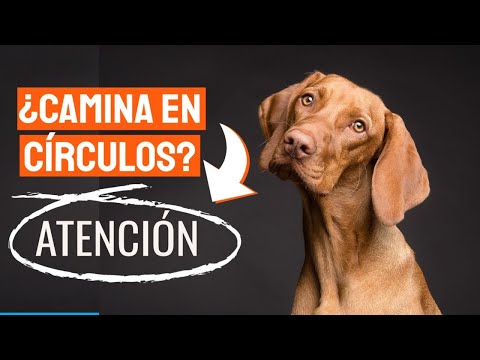 Video: ¿Por qué la nariz de mi perro está seca y agrietada?