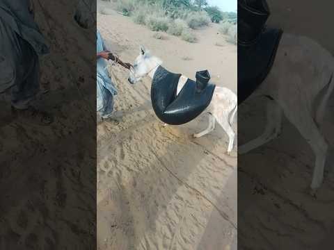 على الد ك ي جر ة الماء أطفال الصحرىو ض ع ت ج ر ة الم اء فوق الد ك ي ص غ ير ح م ل