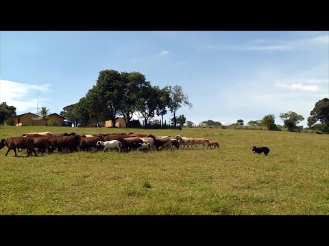 Vídeo: Selecionando e treinando um filhote de cachorro Border Collie