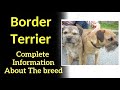 Border Terrier. Pros and Cons, Price, How to choose, Facts, Care, History