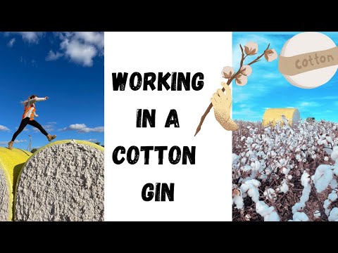 Video: Che impatto ha avuto il gin di cotone?