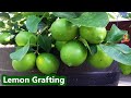 Lemon Grafting Fast And Easy Way