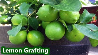 Lemon Grafting Fast And Easy Way