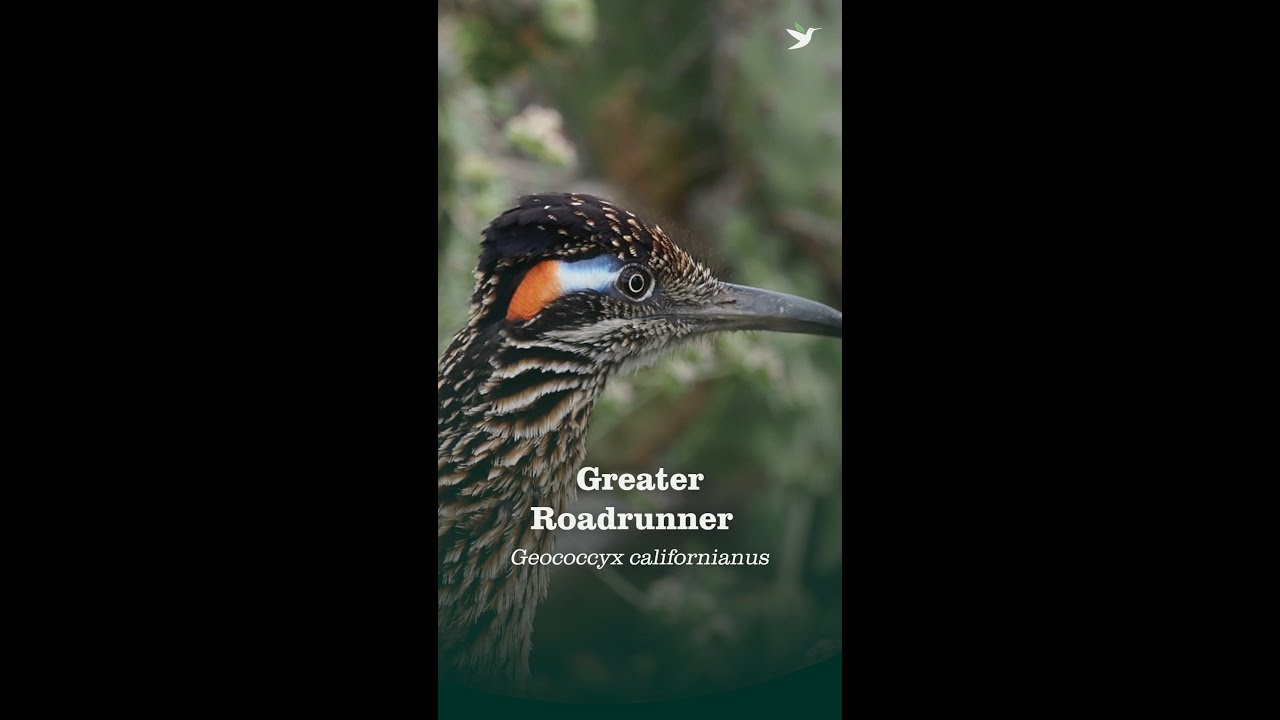 Greater Roadrunner - YouTube