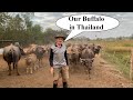 Our Buffalo in Thailand