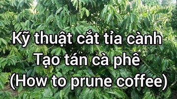 kỹ thuật cắt tỉa cành cà phê tăng năng suất vượt trội  | How to Prune Coffee