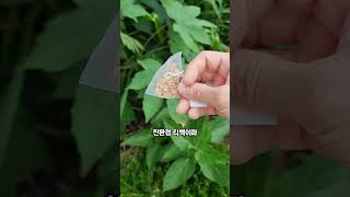 커피 대용을 찾는 사람들에게 좋을 겁니다.  #율무차 #유기농율무차