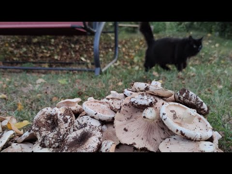 Лайфхак:как найти в лесу грузди#грибы#тихаяохота#собираемгрибы#mushrooms#fungi#Mushroompicking
