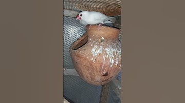 White java sparrow breeder pair | java birds | white java red eyes split | #shorts | #javabirds