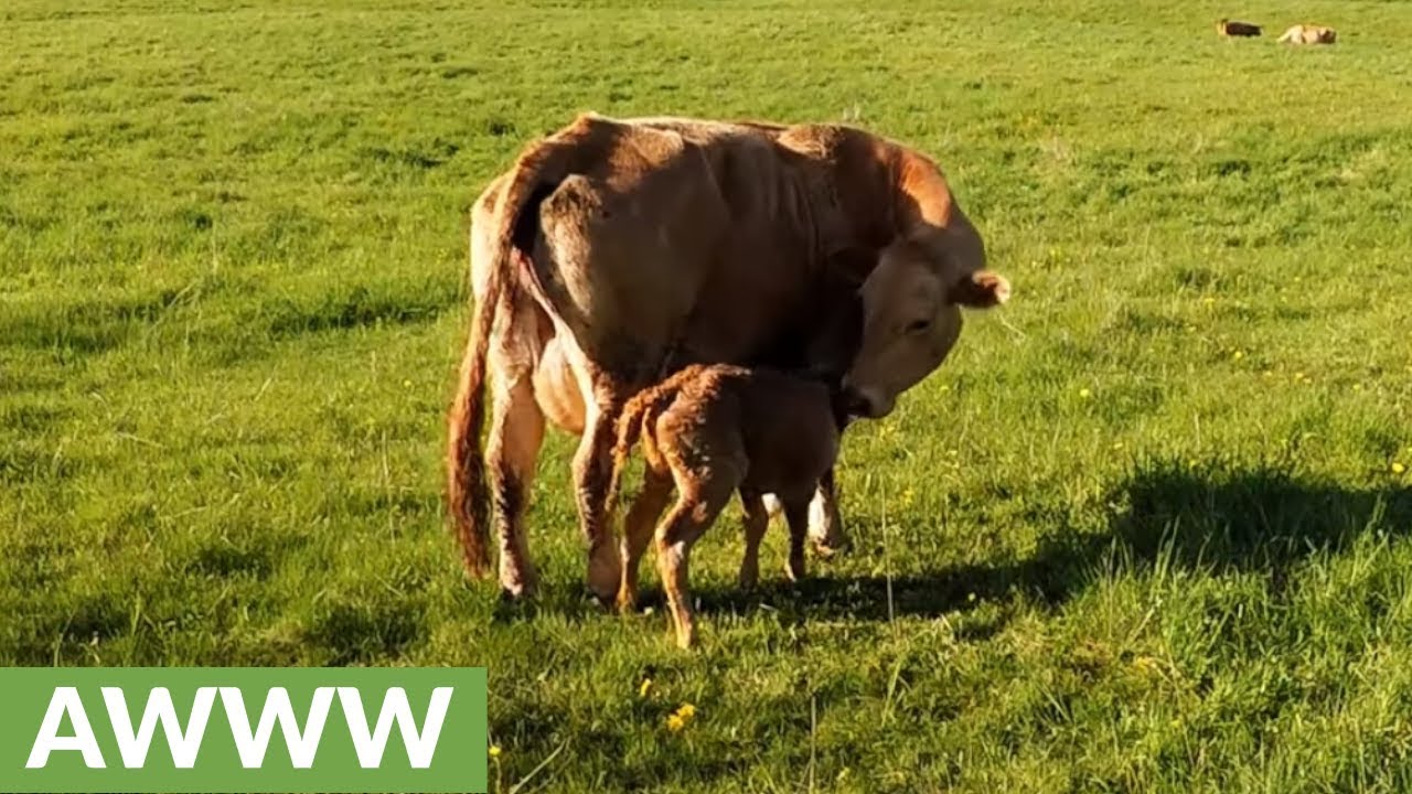 Mother cow's love for her newborn baby will warm your heart YouTube