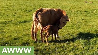 Mother cow's love for her newborn baby will warm your heart screenshot 5
