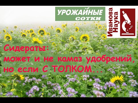 ВОПРОС РЕШЕН! Сидераты: закапывать, косить или оставить как есть? Ленивые сидераты - мой выбор!