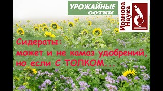 ВОПРОС РЕШЕН! Сидераты: закапывать, косить или оставить как есть? Ленивые сидераты - мой выбор!