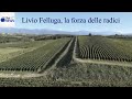 Andrea Felluga, amministratore delegato della storica azienda friulana, illustra ad EFA News i risultati dell'ultima annata che ha confermato la produzione di circa 1 milione di bottiglie. Livio Felluga, la forza delle radici