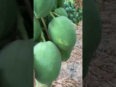 زراعة شجرة البابايا بالسعودية